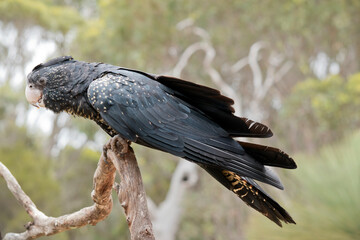 the female red tailed black cockatoo is black with yellow markings