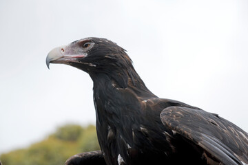 this is a close up of a wedge tailed eagle