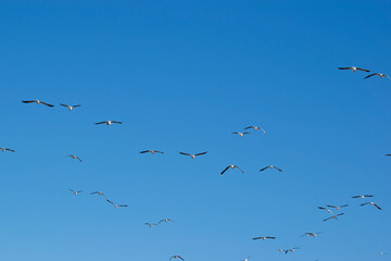 this is a flock of seagulls flying overhead