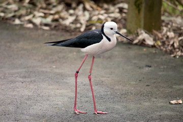 the black winged stilt has a white body and black wings with a long narrow beak
