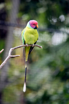 the plum headed parakeet is perched on a branch