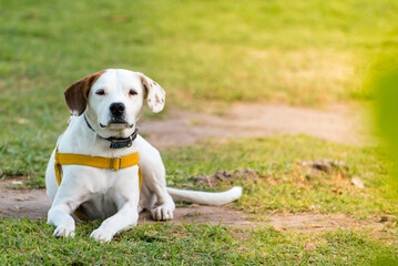 white and brown dog lying in the park, relaxed, on a sunny day