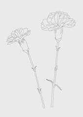 Vector illustration of carnation flowers line drawing.