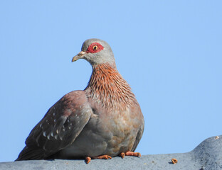 Speckled pigeon sunning itself on a roof in urban South Africa