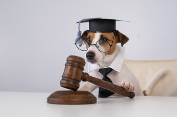 Dog jack russell terrier dressed as a judge and holding a gavel on a white background.  - obrazy, fototapety, plakaty