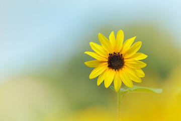 ボケの中で浮き上がる一輪のヒマワリ