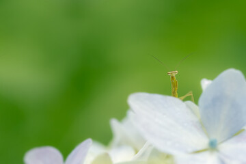 アジサイから顔を出すカマキリと緑にボケた背景