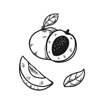 recommend clip art: peach fruit doodle set hand drawn illustration