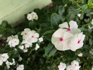 beautiful flower white and pink color with leaf green nature background fresh natural for flyer, poster and etc