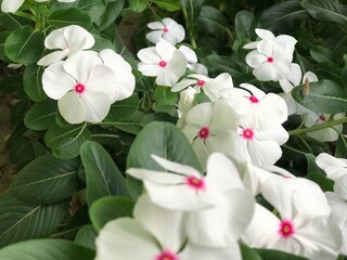 beautiful flower white and pink color with leaf green nature background fresh natural for flyer, poster and etc