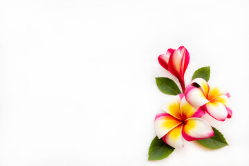 colorful flowers frangipani local flora of asia arrangement flat lay postcard style on background white 