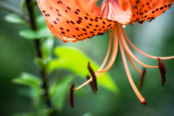 orange tiger lily flower
