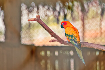 a parrot perched on a branch