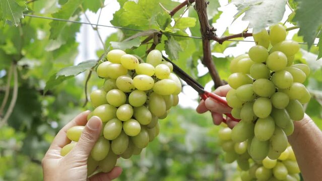 Close-up photo of green grapes. Workers use scissors to cut a bunch of fresh green grapes from the tree. Organic vineyard farming concept. Modern agriculture. organic food