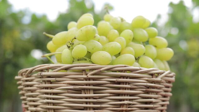 Close-up of green grapes in a wooden basket. Organic grape farming concept. Green grapes, golden yellow, sweet, fragrant, crispy, fresh from the tree. organic food. 