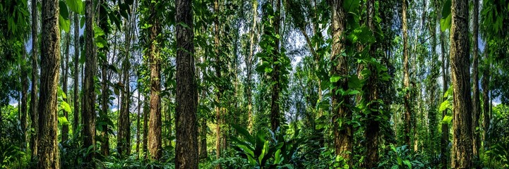 Thick woods. Panoramic view of the woods. Tropical rain forests.