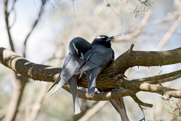 the white browed swallows are preening each other