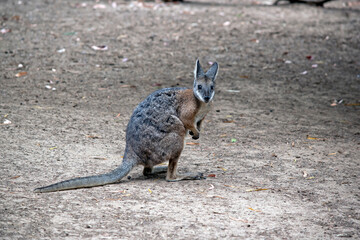 the tammar wallaby is a small marsupial with a black nose and brown eyes