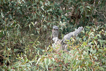 the tawny frogmouth blends in with its surroundings