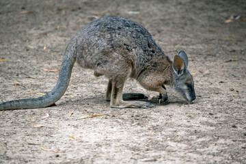 Naklejka premium the tammar wallaby is mostly grey with white cheek stripes