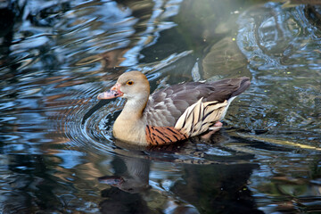 the plumed whistling duck is swimming in the lake