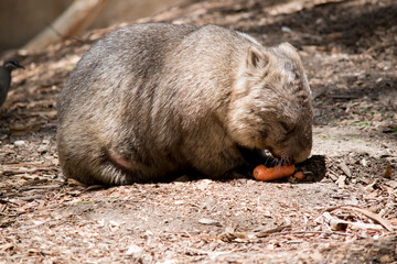 this is a side view of a  wombat eating a carrot