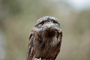this is a close up of a tawny frogmouth