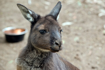 this is a close up of a western grey kangaroo