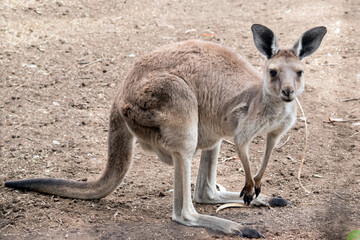 Naklejka na ściany i meble the western grey kangaroo is eating a piece of hay