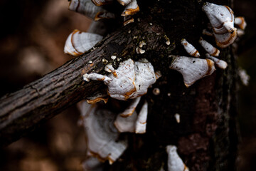 mushroom on tree