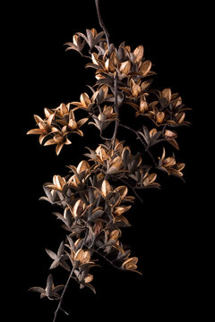 dried fruits and seeds of toona tree, toona sinensis, also known as beef and onion plant, chinese cedar, chinese mahogany, isolated on black background