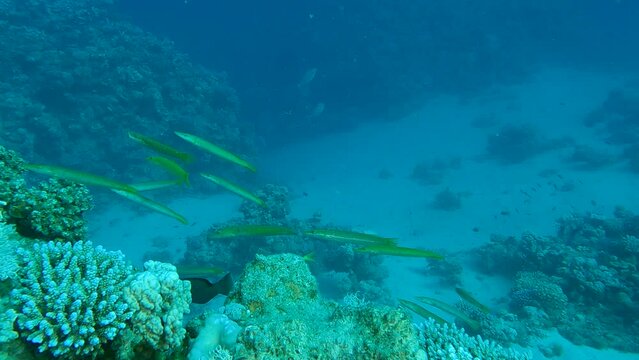 Slow notion, School of Cigar Wrasse fish swim over coral reef. Cigar Wrasse - Cheilio inermis. Red sea, Egypt
