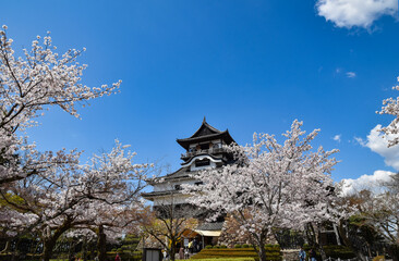 Naklejka premium 満開の桜と国宝犬山城