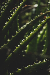 Close-up of succulents with sharp spikes