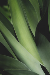 agave plant design background wallpaper