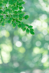 Summer fresh green branches and leaves on blurred background