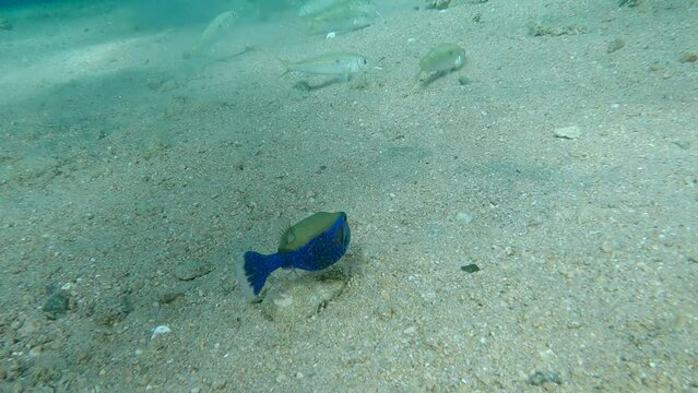 Green-bue Boxfish swim over sandy bottom. Bluetail Trunkfish, Red Sea Boxfish, Boxfish or Arabic Boxfish - Ostracion cyanurus. Red sea, Egypt