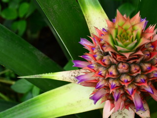 Pineapple blossom with green leaves in background, The purple petals of the flower spring on the fruit