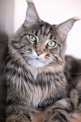 Gray striped big cat with green eyes. Maine Coon breed. Close-up portrait of a cat.