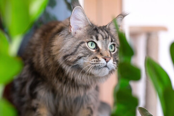 Gray striped big cat with green eyes. Maine Coon breed. Cat and house flowers in pots.