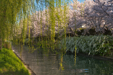 春の川　風景写真
