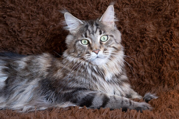 Gray striped big cat with green eyes. Maine Coon breed. The cat lies on a dark brown plaid.