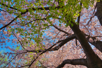桜ともみじ