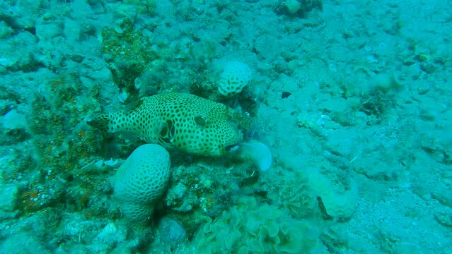Close-up. Juvenile Pufferfish lies on coral reef near seabed. Blackspotted Puffer or Star Blaasop - Arothron stellatus. Red sea, Egypt