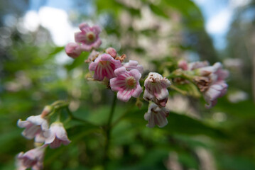 Fototapeta premium close up pink flower