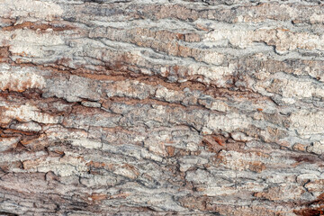 Rugged tree bark close up shot for background