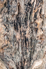 Old abandoned rugged bark texture with selective focus for background