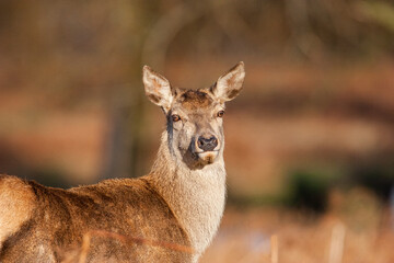Red Deer hind, or ewe, walking in the long grass in London
