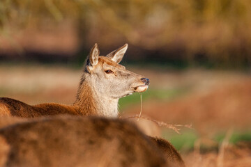 Fototapeta premium Red Deer hind, or ewe, walking in the long grass in London