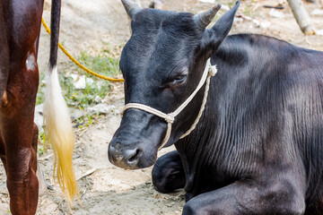 Obraz na płótnie Canvas Close up headshot of a domestic cow on the farmland
